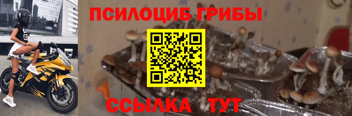 Галлюциногенные грибы Magic Shrooms Сунжа